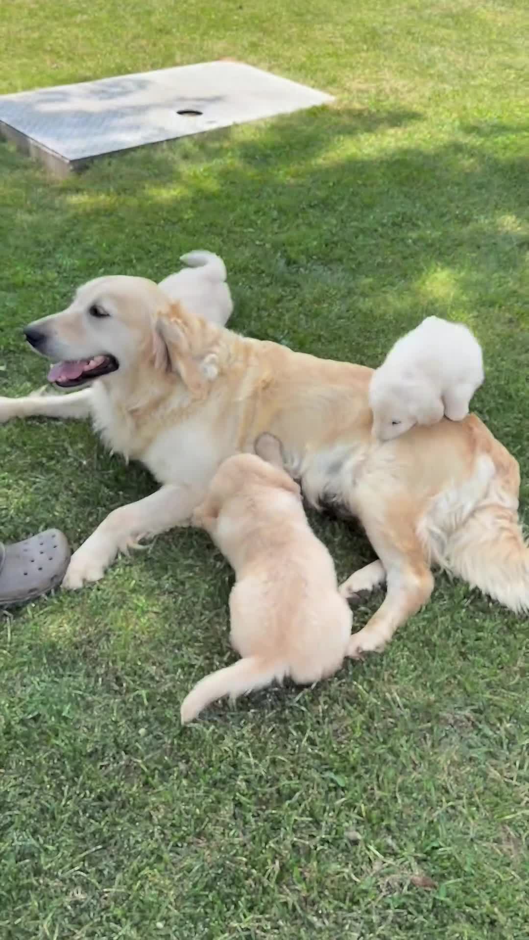 Golden Retriever dogs for sale: Pepper - Video 1
