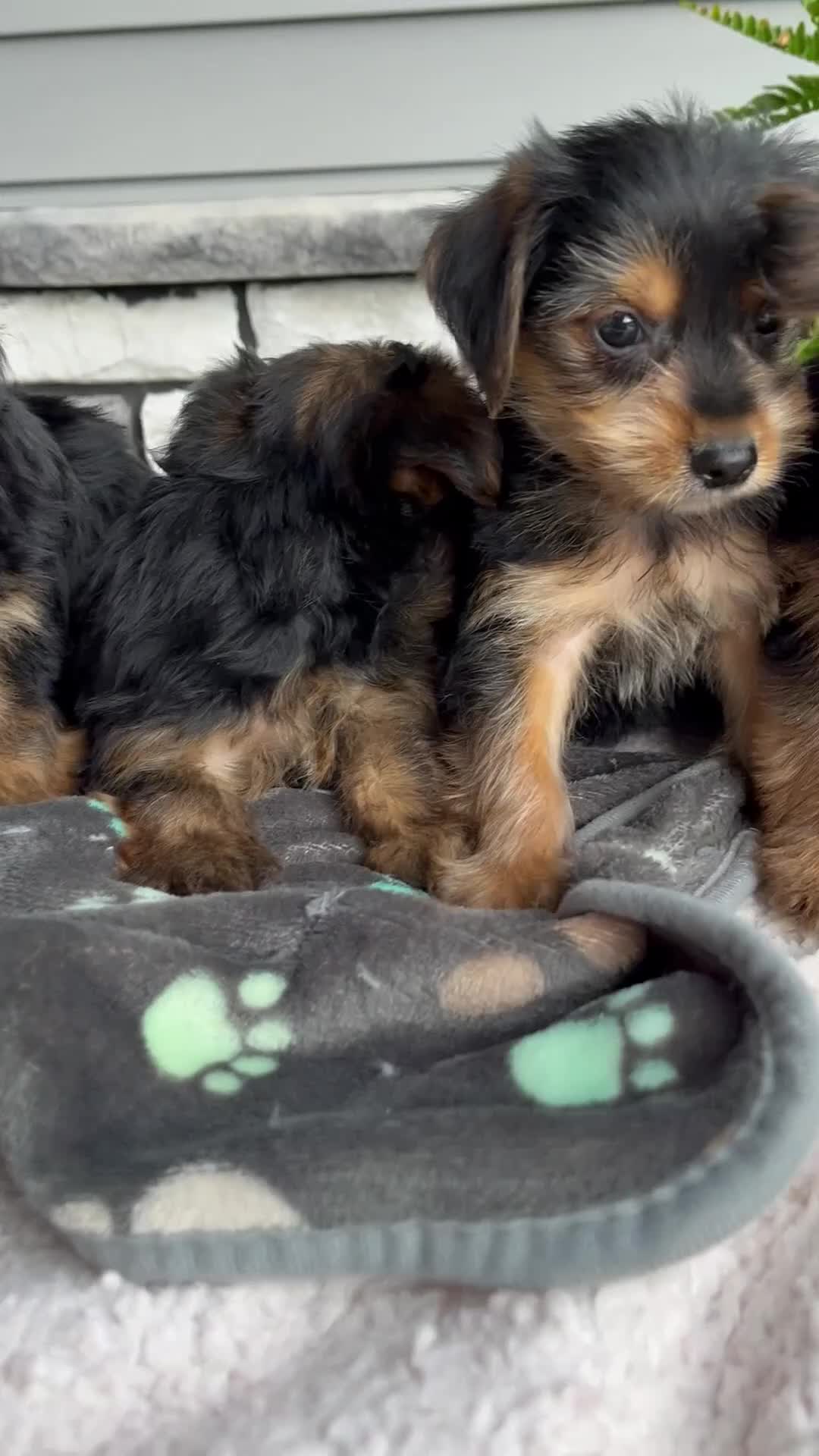 Morkie dogs for sale: Wesley - Video 2