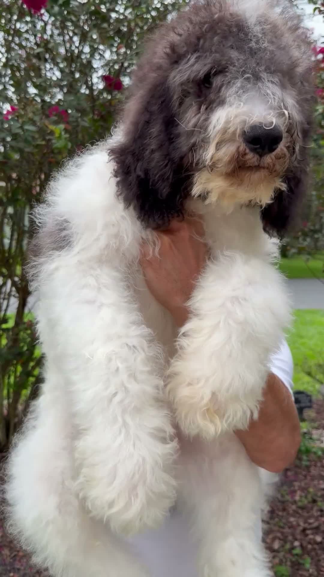Goldendoodle dogs for sale: Champ - Video 1