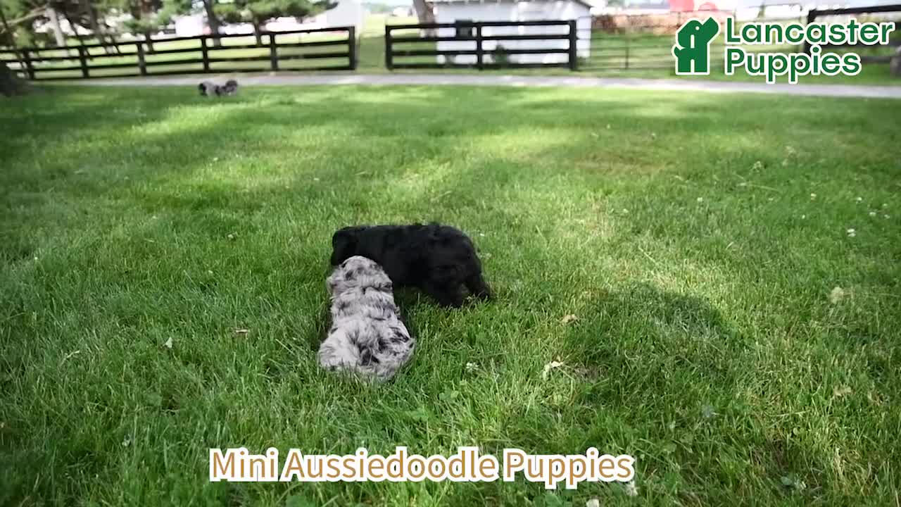 Mini Aussiedoodle dogs for sale: Travis - Video 1