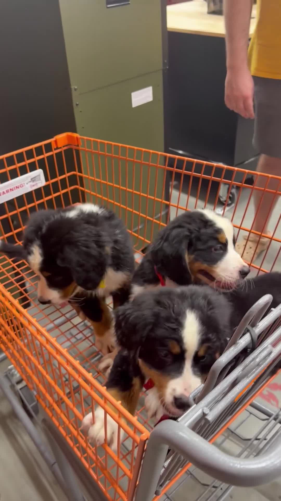 Bernese Mountain Dog dogs for sale: Bernese Mountain Dog 1 - Video 1