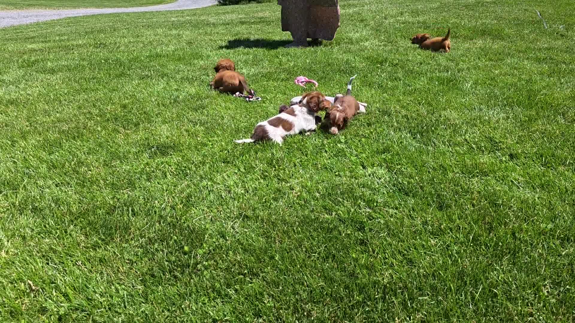Miniature Dachshund dogs for sale: Lacey - Video 1