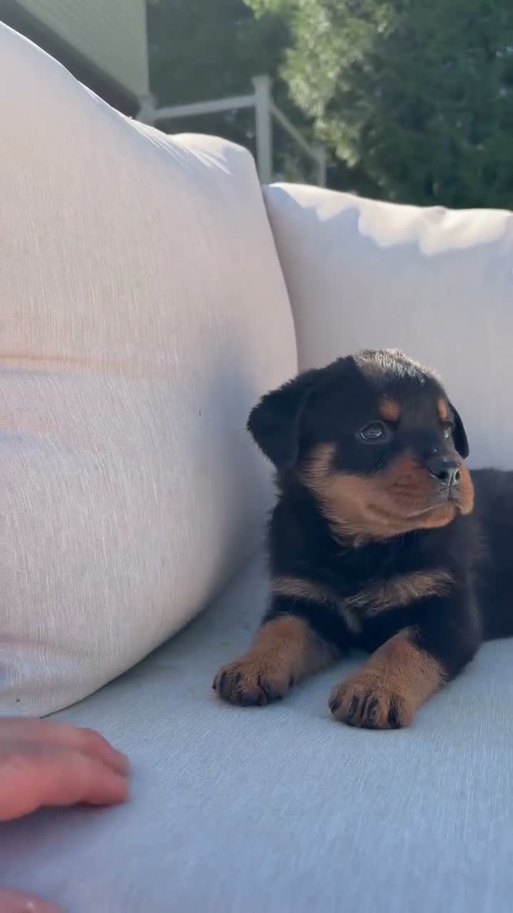Rottweiler dogs for sale: Reba - Video 1