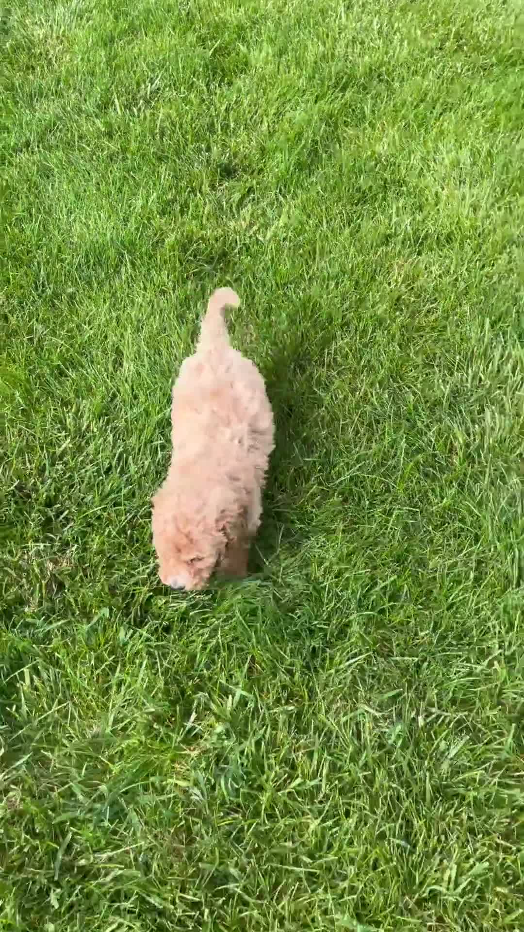 Miniature Labradoodle dogs for sale: Klark - Video 1