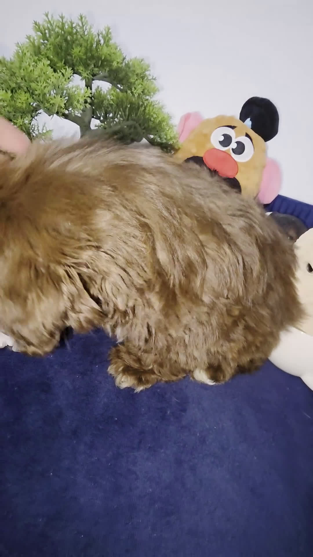 Shih Tzu dogs for sale: Shih Tzu lucas - Video 1