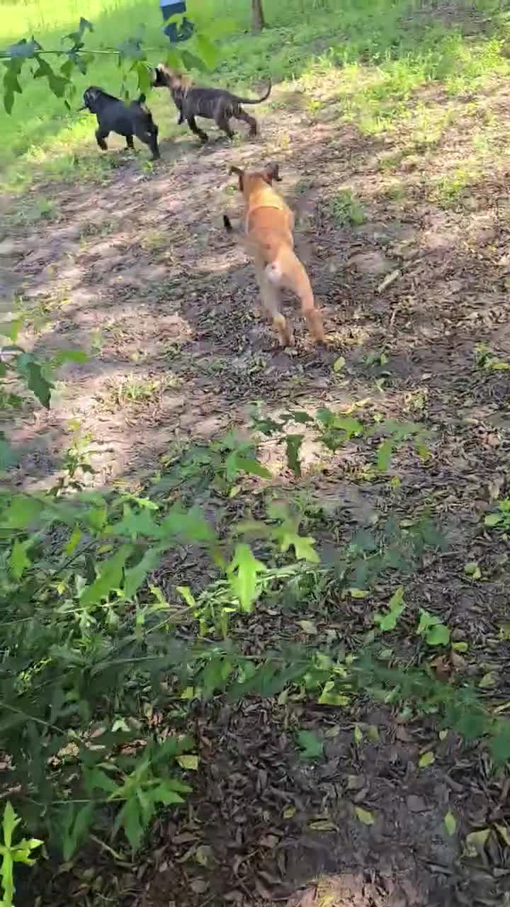 Cane Corso dogs for sale: Cane Corso Puppy 2 - Video 1