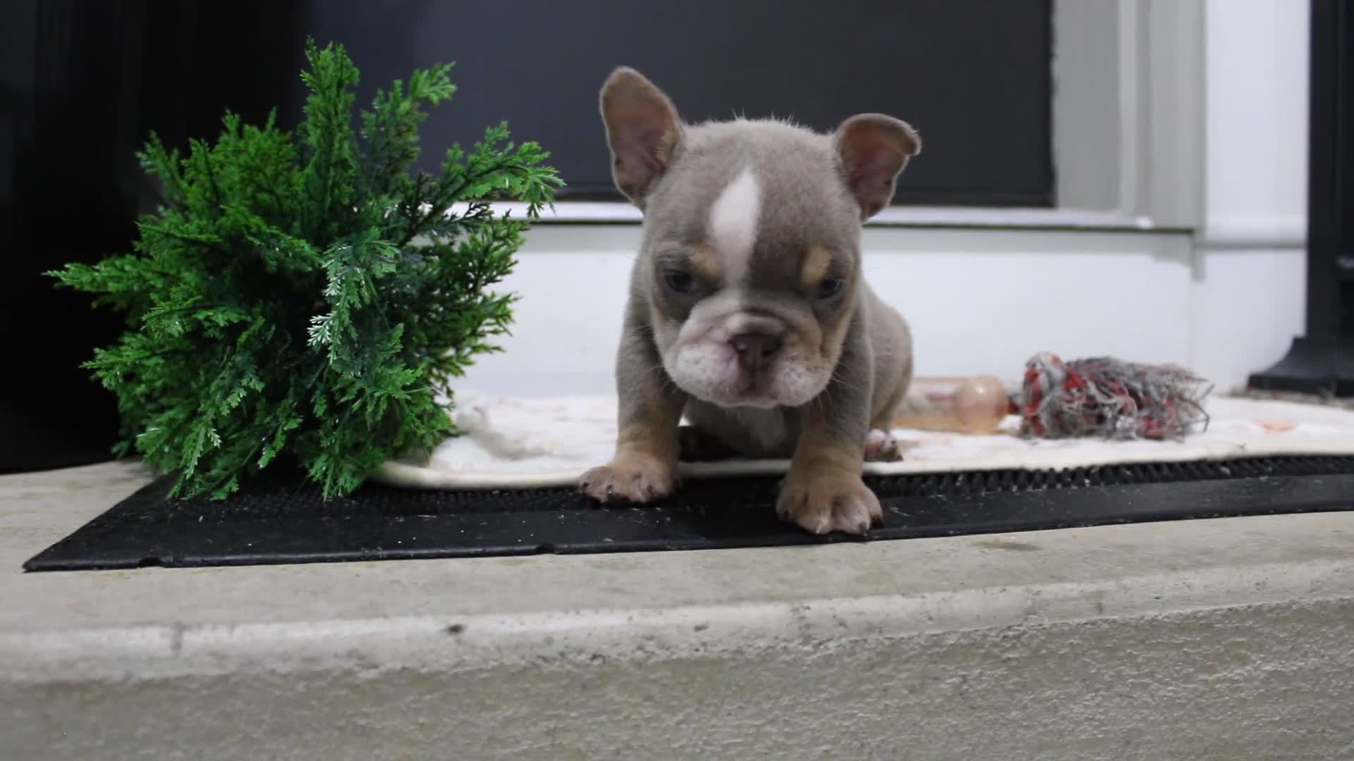 English Bulldog dogs for sale: Indi Rose - Video 2