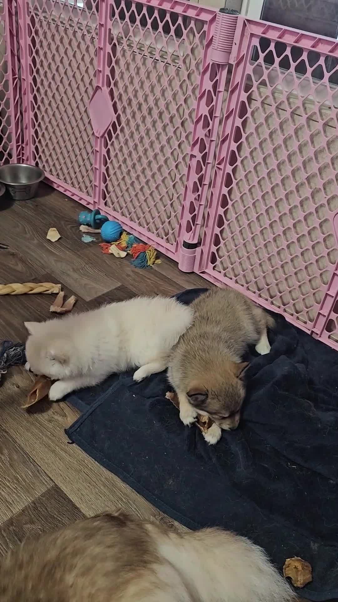 Pomsky dogs for sale: Pomsky Puppy 1 - Video 1