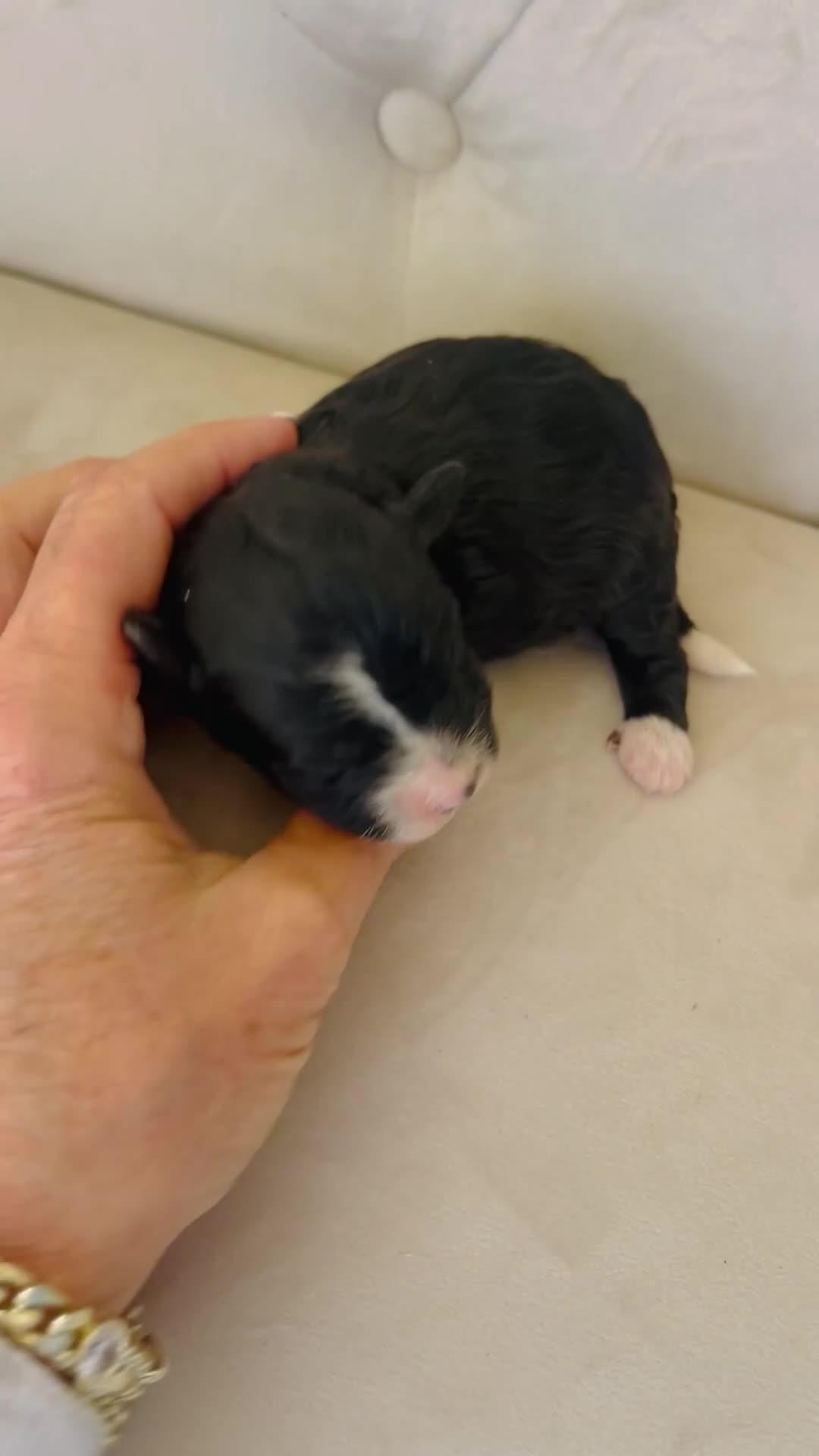 Bernedoodle dogs for sale: Pandora ❤️ Micro mini Bernedoodle female  - Video 1
