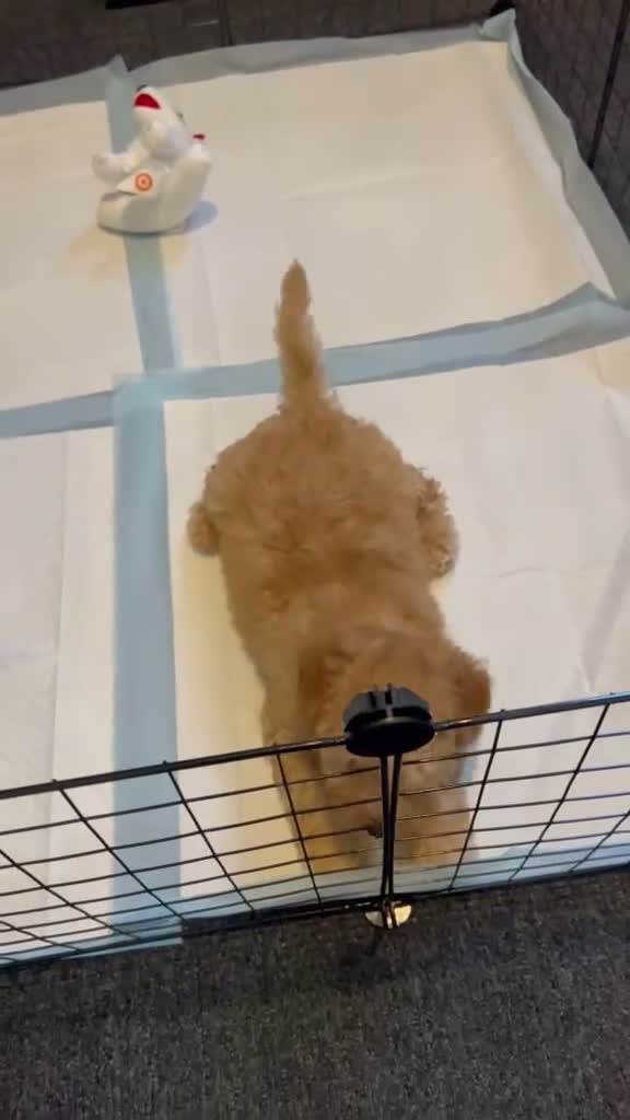 Toy Poodle dogs for sale: Lola  - Video 1