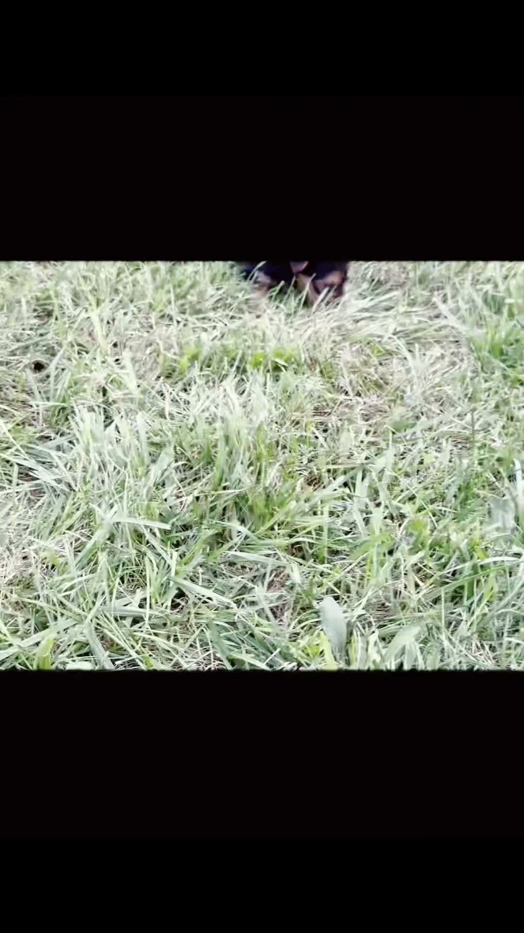 Yorkshire Terrier dogs for sale: Gia - Video 1