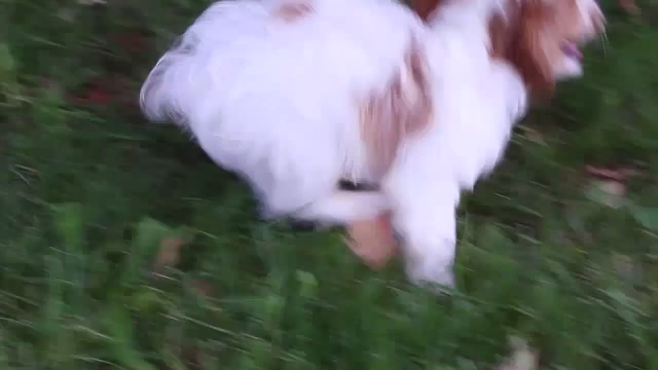 Cavapoochon dogs for sale: Hartley - Video 1