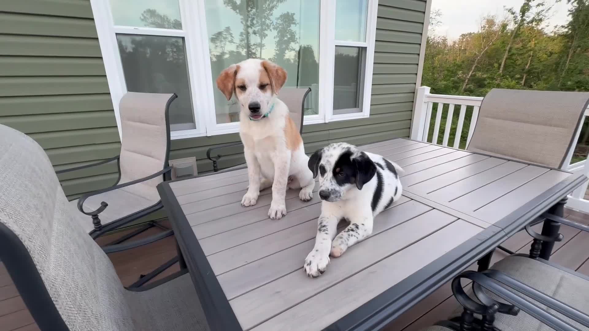 Mixed Breed dogs for sale: Harley - Video 1