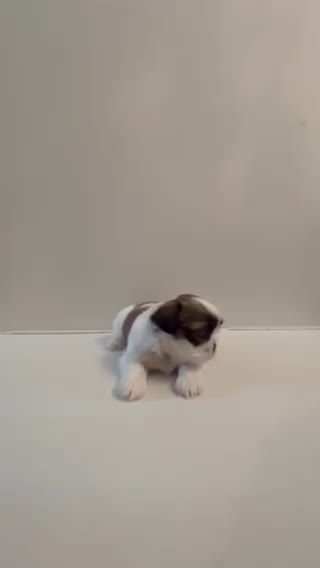 Shih Tzu dogs for sale: Shih Tzu 5 baby girl pink - Video 1