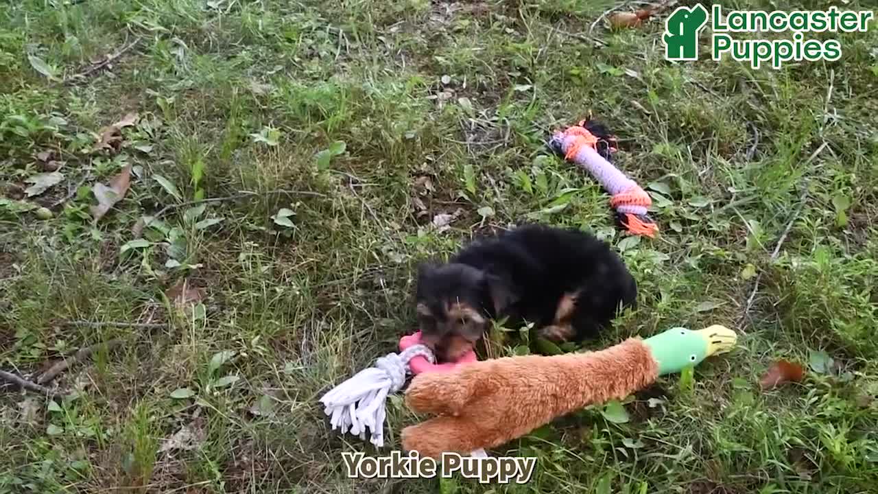 Yorkshire Terrier dogs for sale: Franklin - Video 1