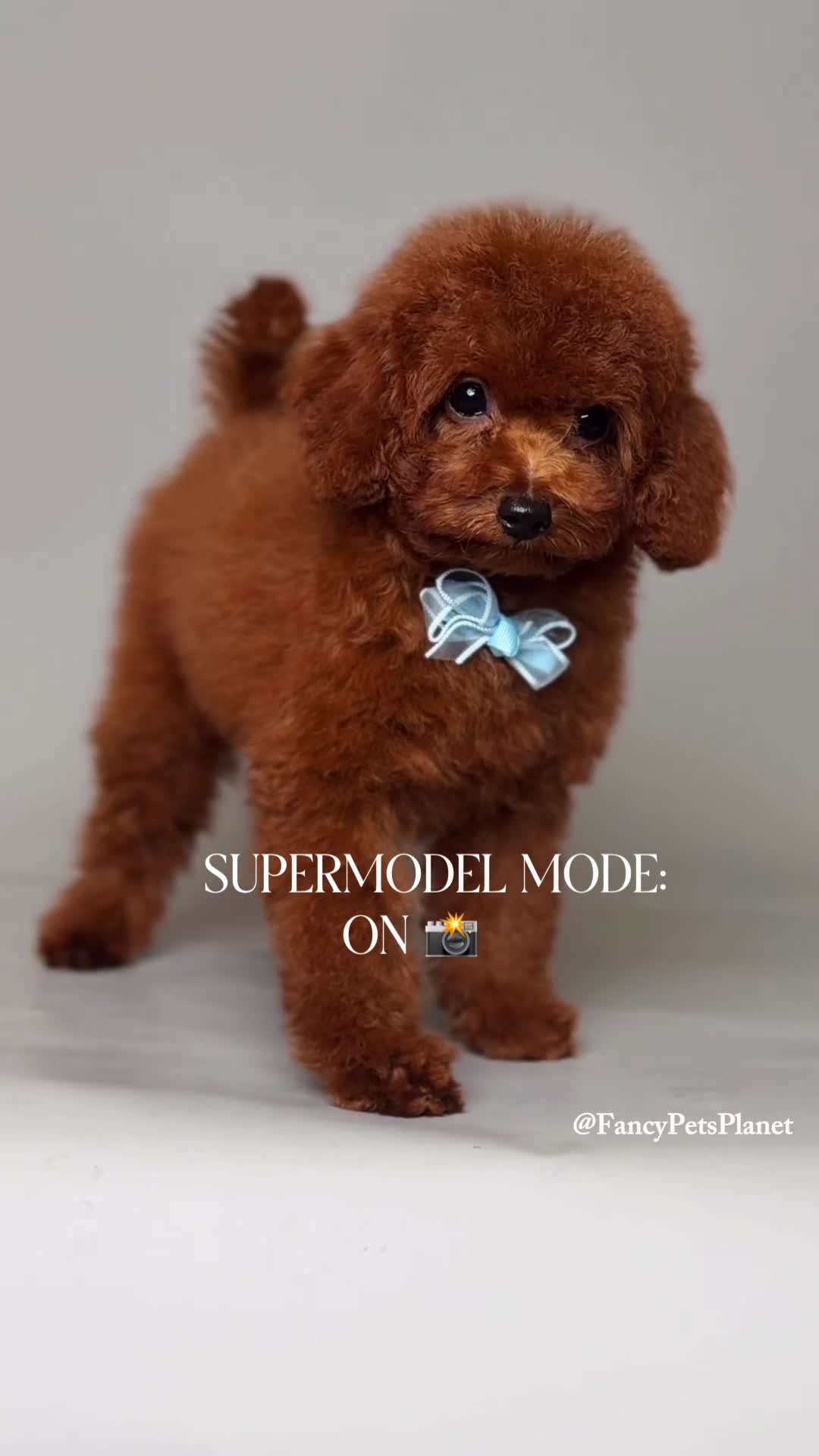 Toy Poodle dogs for sale: Francisca teddy bear dream  - Video 4