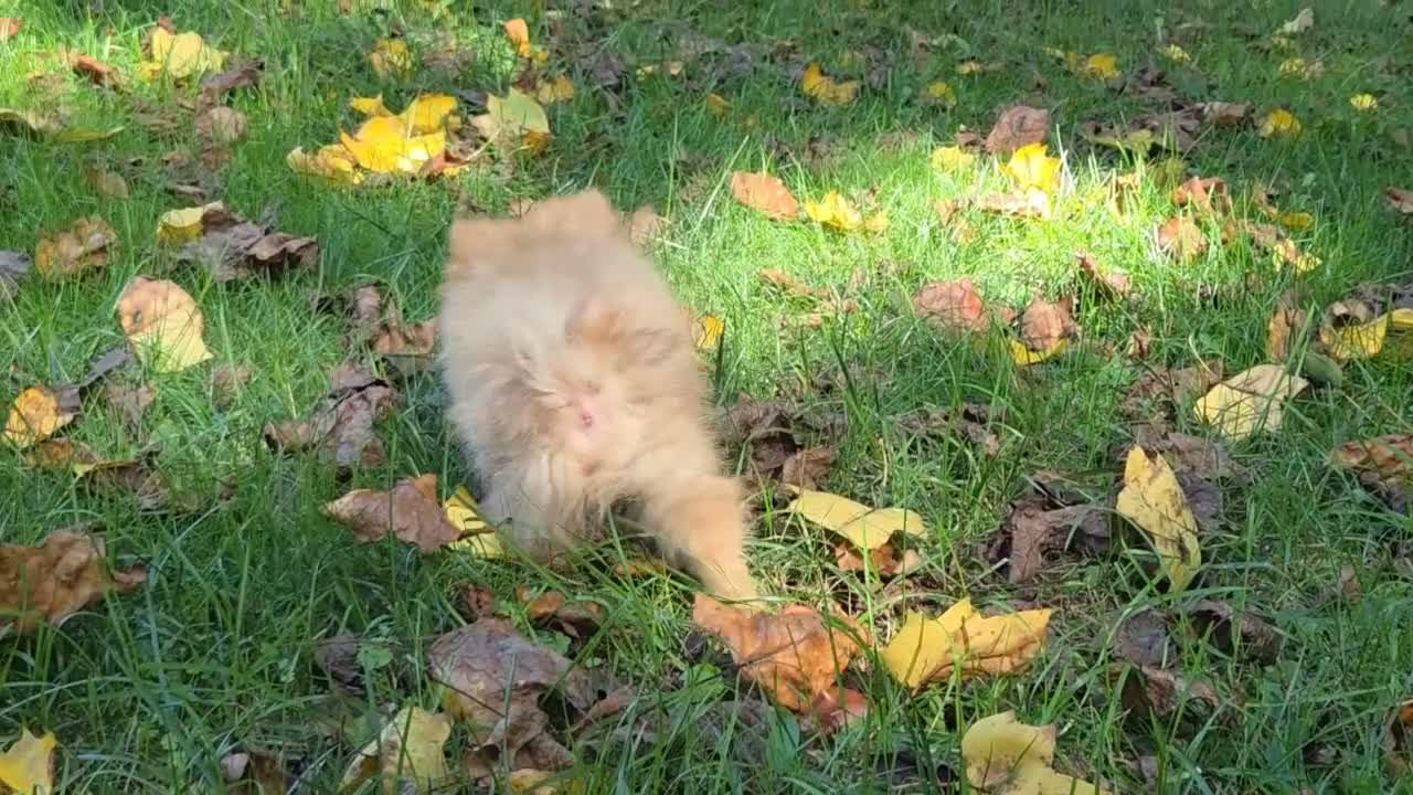 Pomeranian dogs for sale: Toulouse Pomeranian  - Video 1