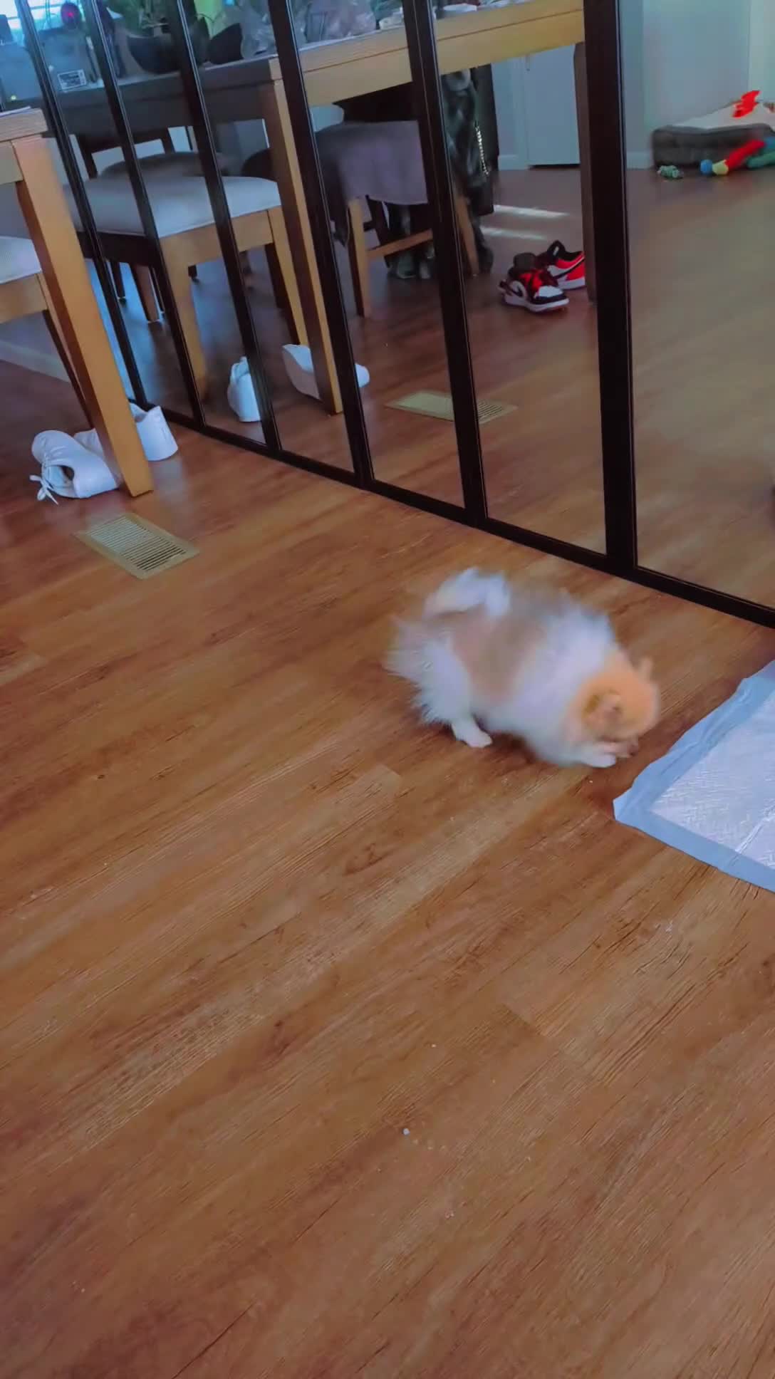 Pomeranian dogs for sale: Pomeranian 1 - Video 4