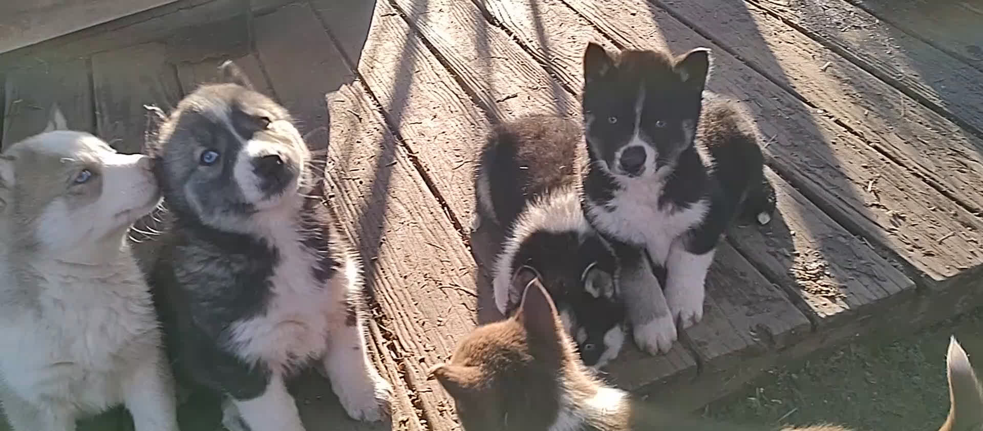 Siberian Husky dogs for sale: Siberian Husky Puppy 3 - Video 1