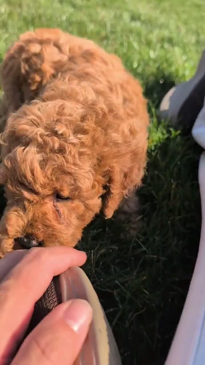Miniature Poodle dogs for sale: Harper - Video 1
