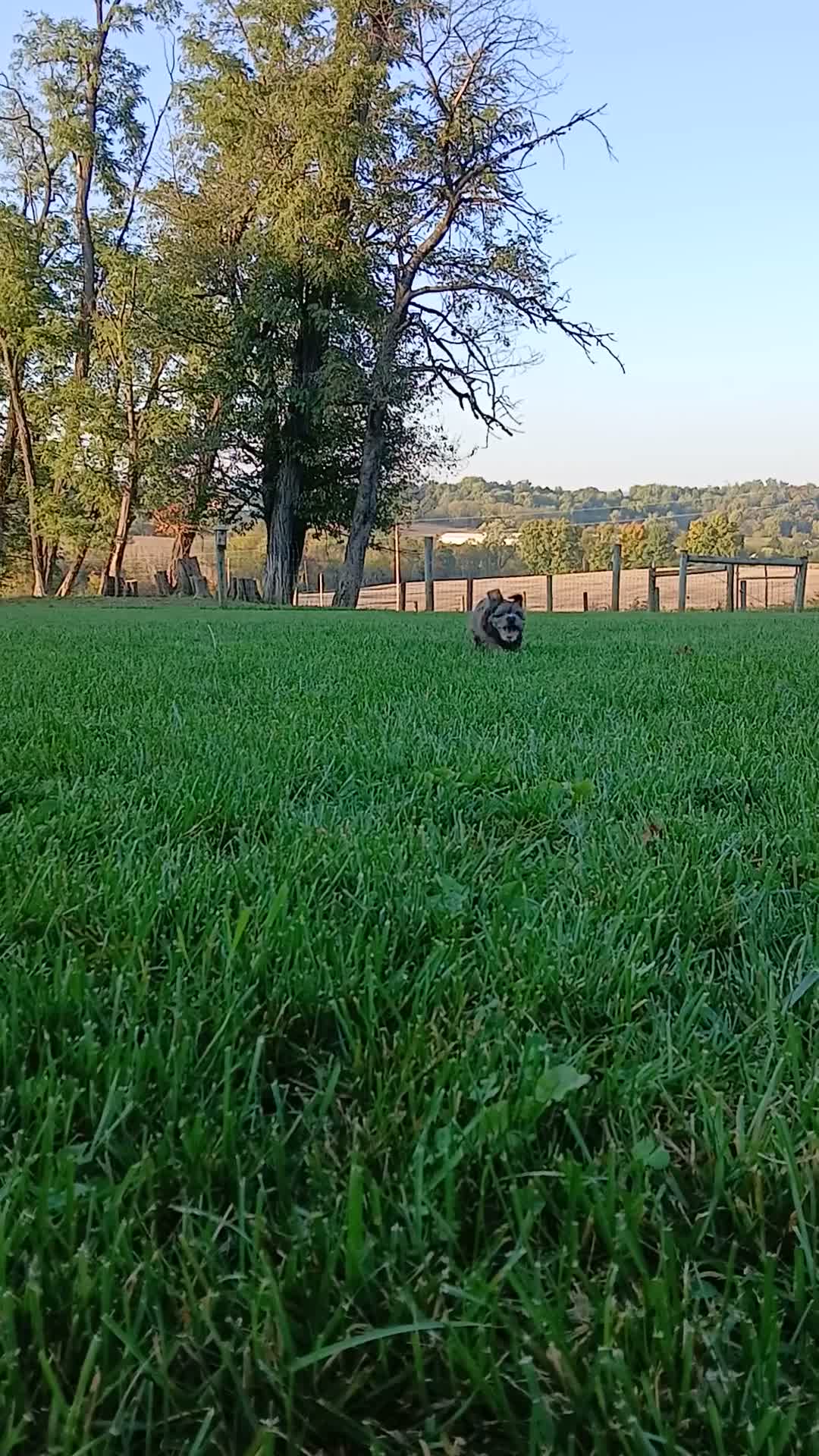 Yorkiepoo dogs for sale: Skye - Video 2