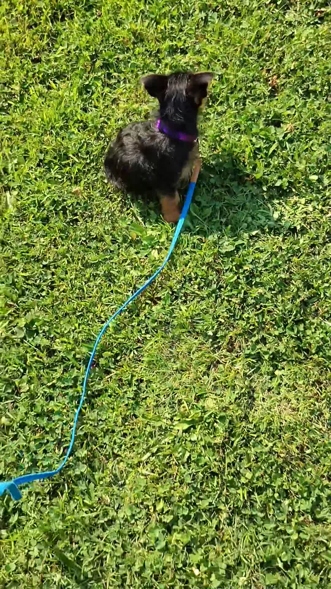 Mixed Breed dogs for sale: Nova - Video 1