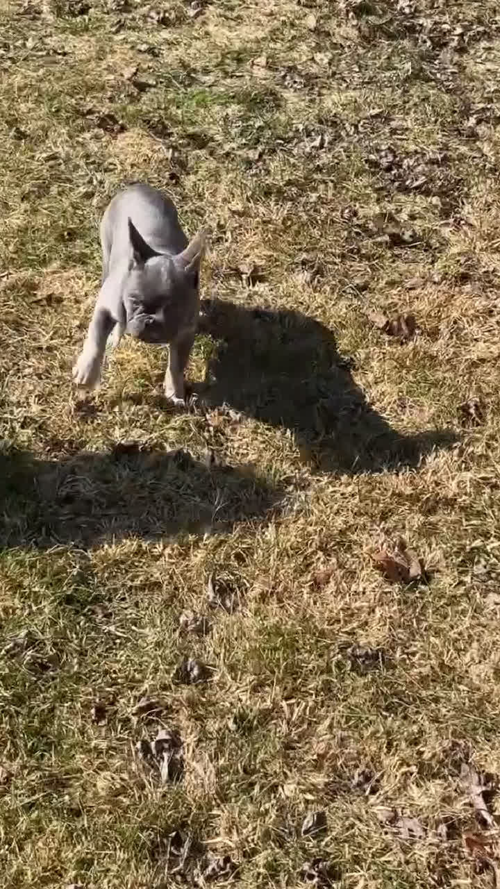 French Bulldog dogs for sale: Diva - Video 4