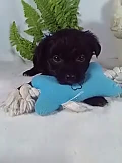 Yorkiepoo dogs for sale: Gizmo - Video 1