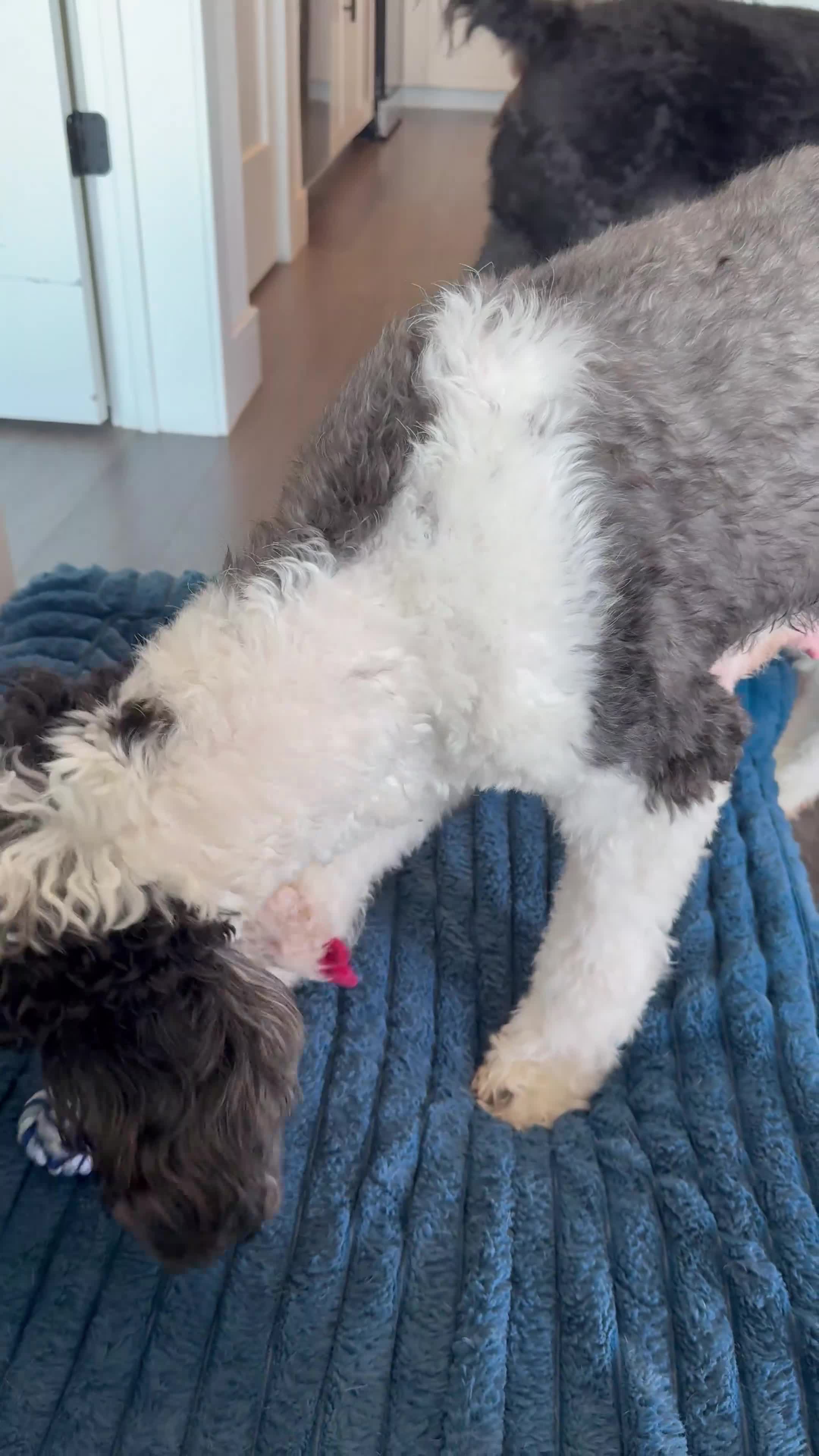 Double Doodle dogs for sale:  Amethyst - Video 4