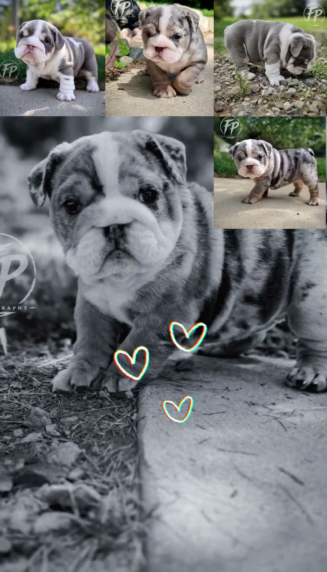 English Bulldog dogs for sale: Tilly - Video 3