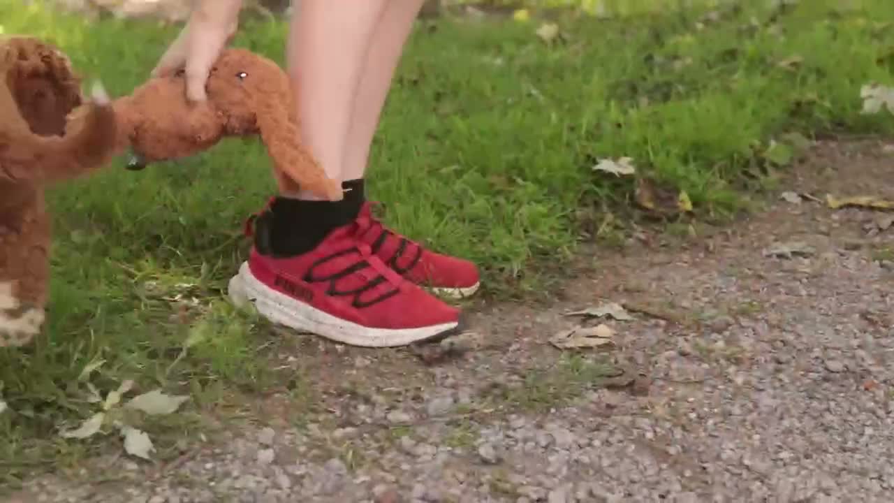 Cavapoo dogs for sale: Bella Cavapoo  - Video 6