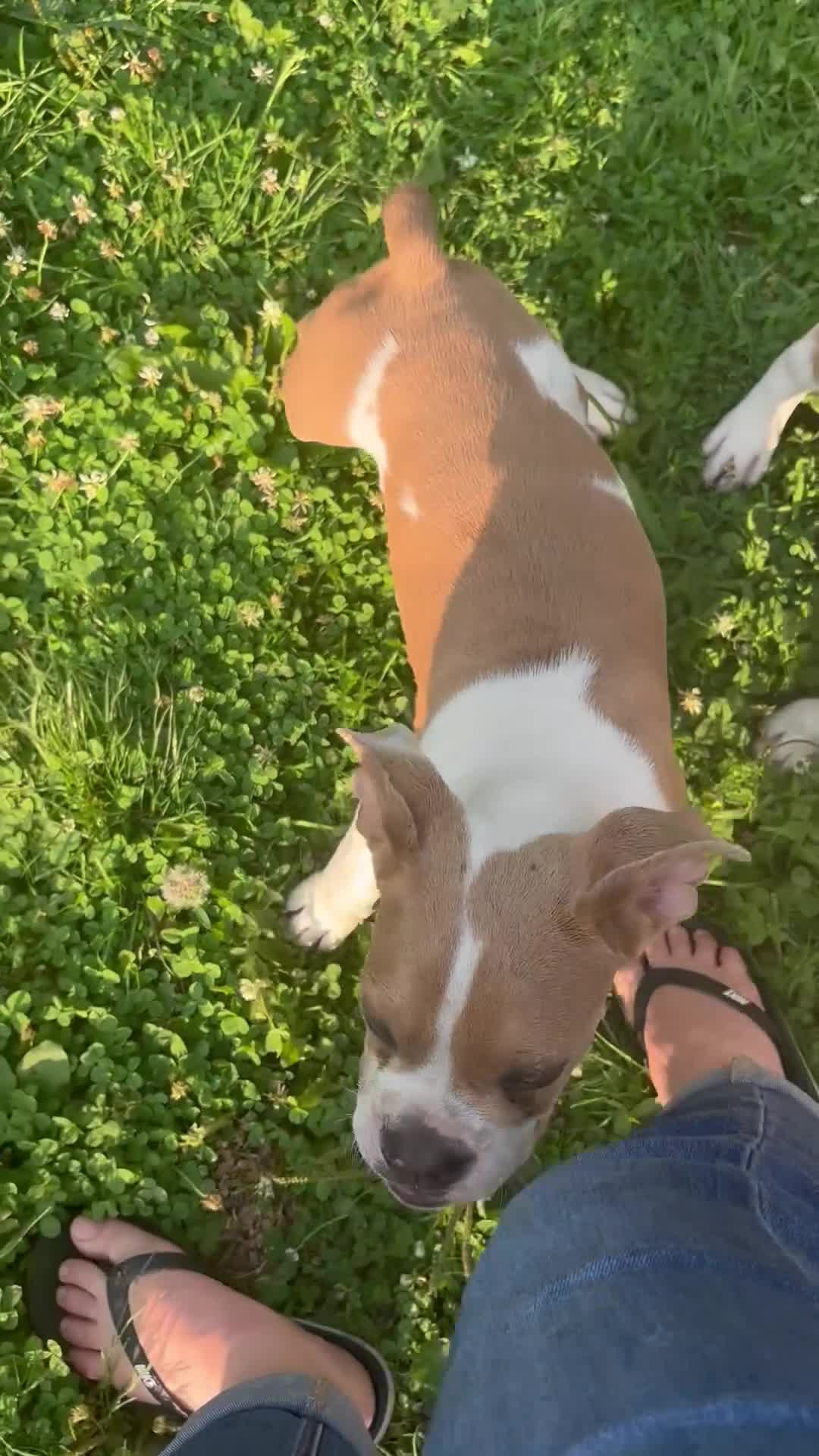 Olde English Bulldogge dogs for sale: Puppy 1 - Video 3