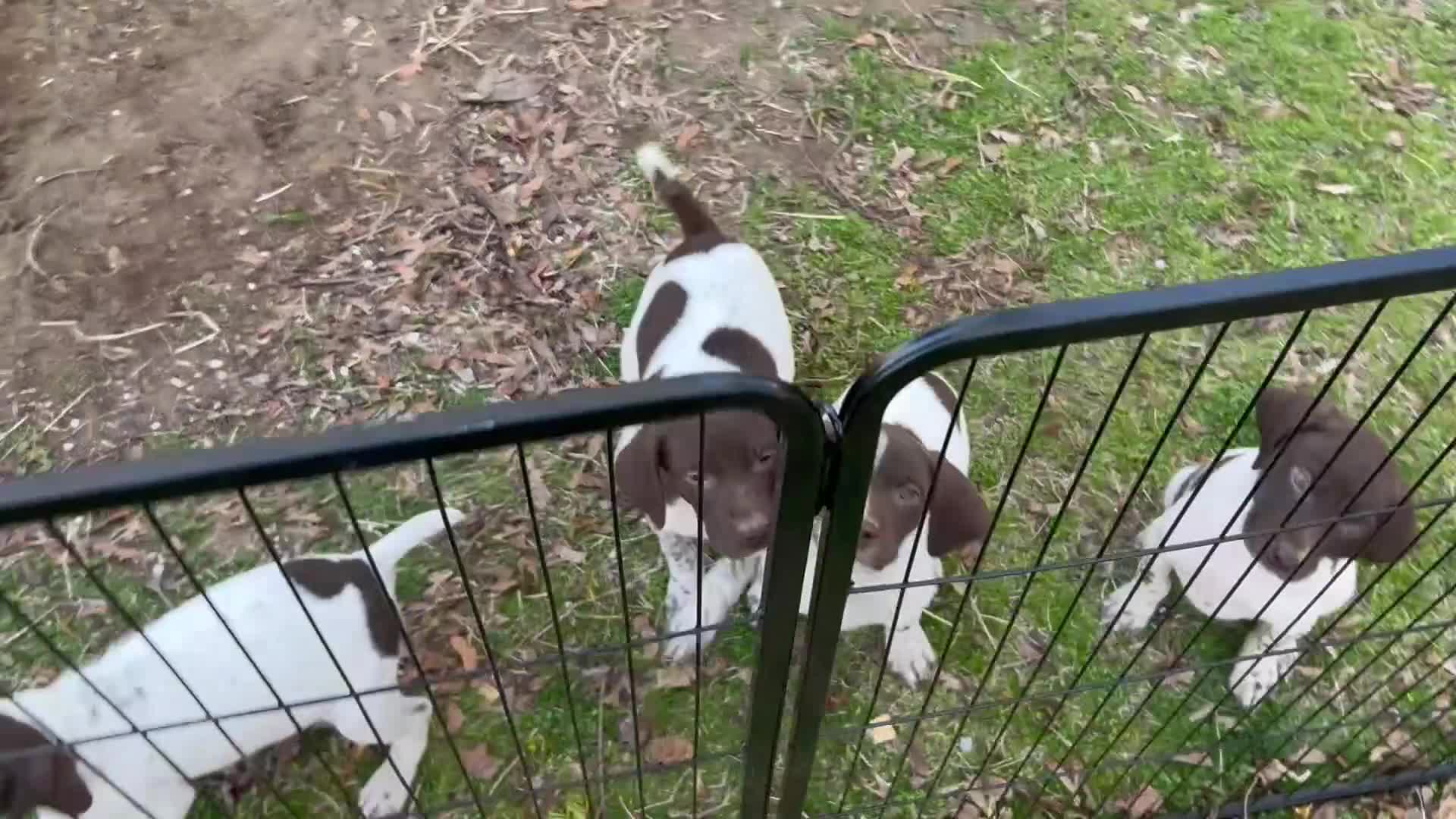 German Shorthaired Pointer dogs for sale: German Shorthaired Pointer Puppy 4 - Video 1