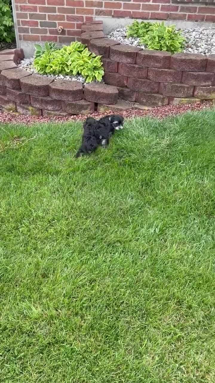 Yorkiepoo dogs for sale: Willow - Video 6