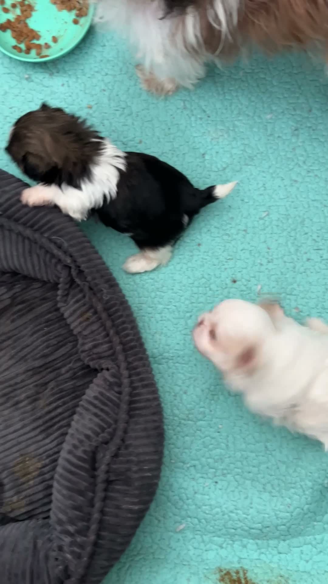 Shih Tzu dogs for sale: Minnie’s girl - Video 2
