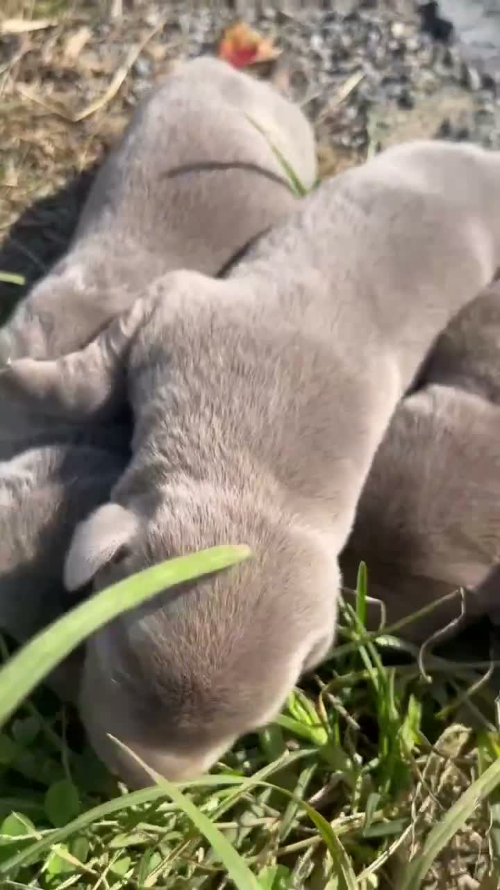 Labrador Retriever dogs for sale: Donut - Video 1
