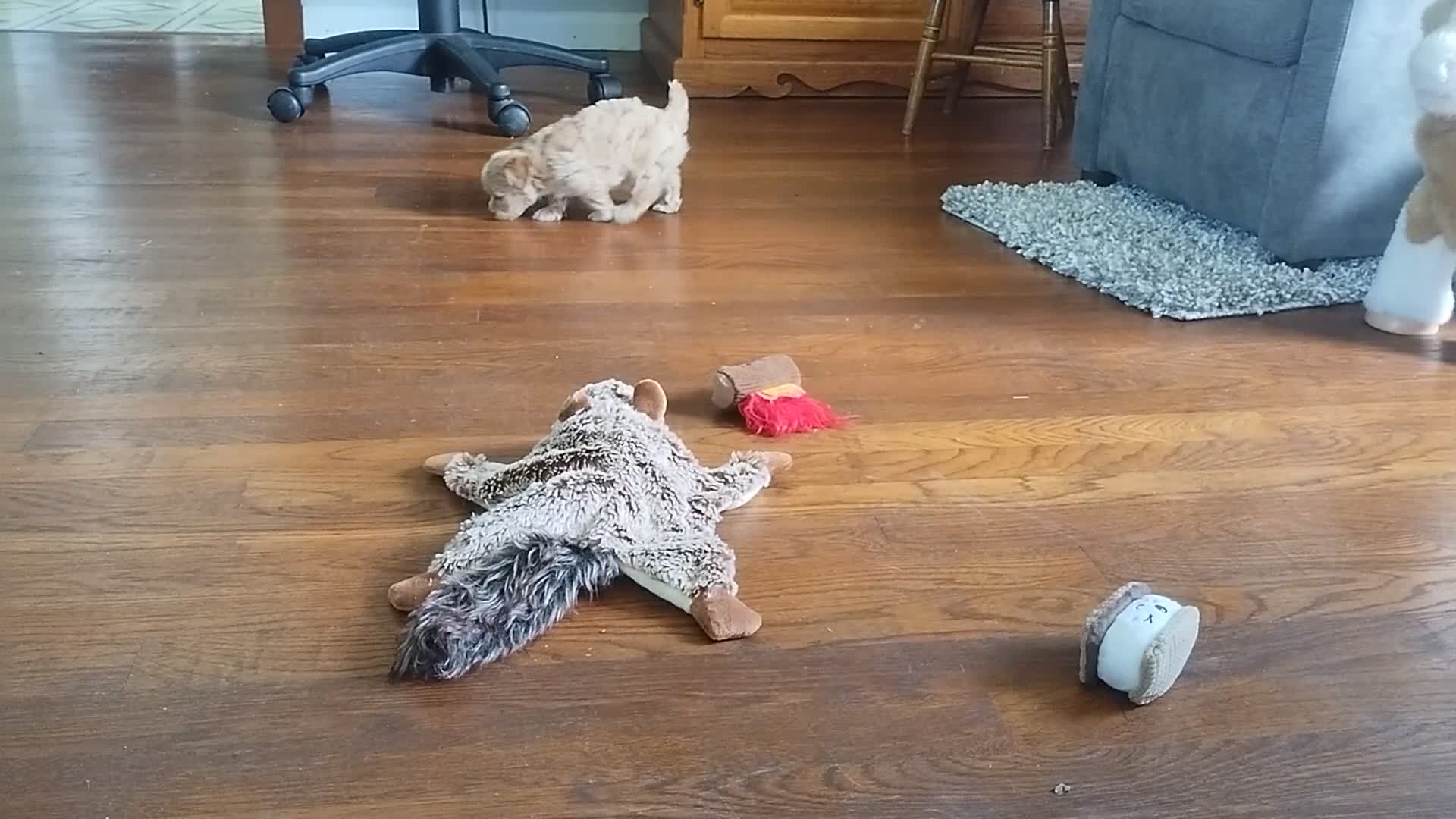 Maltipoo dogs for sale: Darcy - Video 2