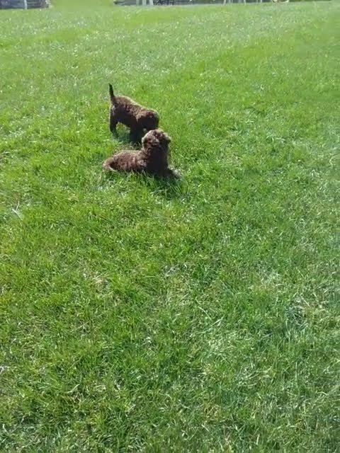 Portuguese Water Dog dogs for sale: Flint - Video 1