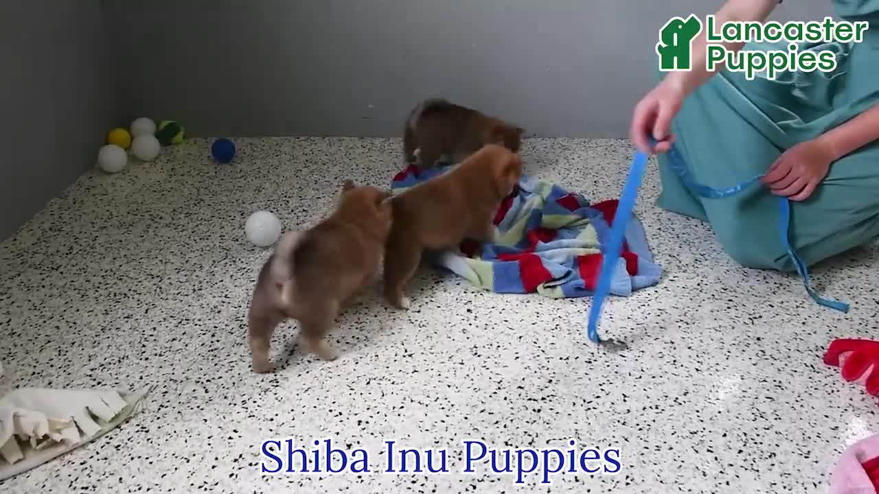 Shiba Inu dogs for sale: Verbena - Video 1