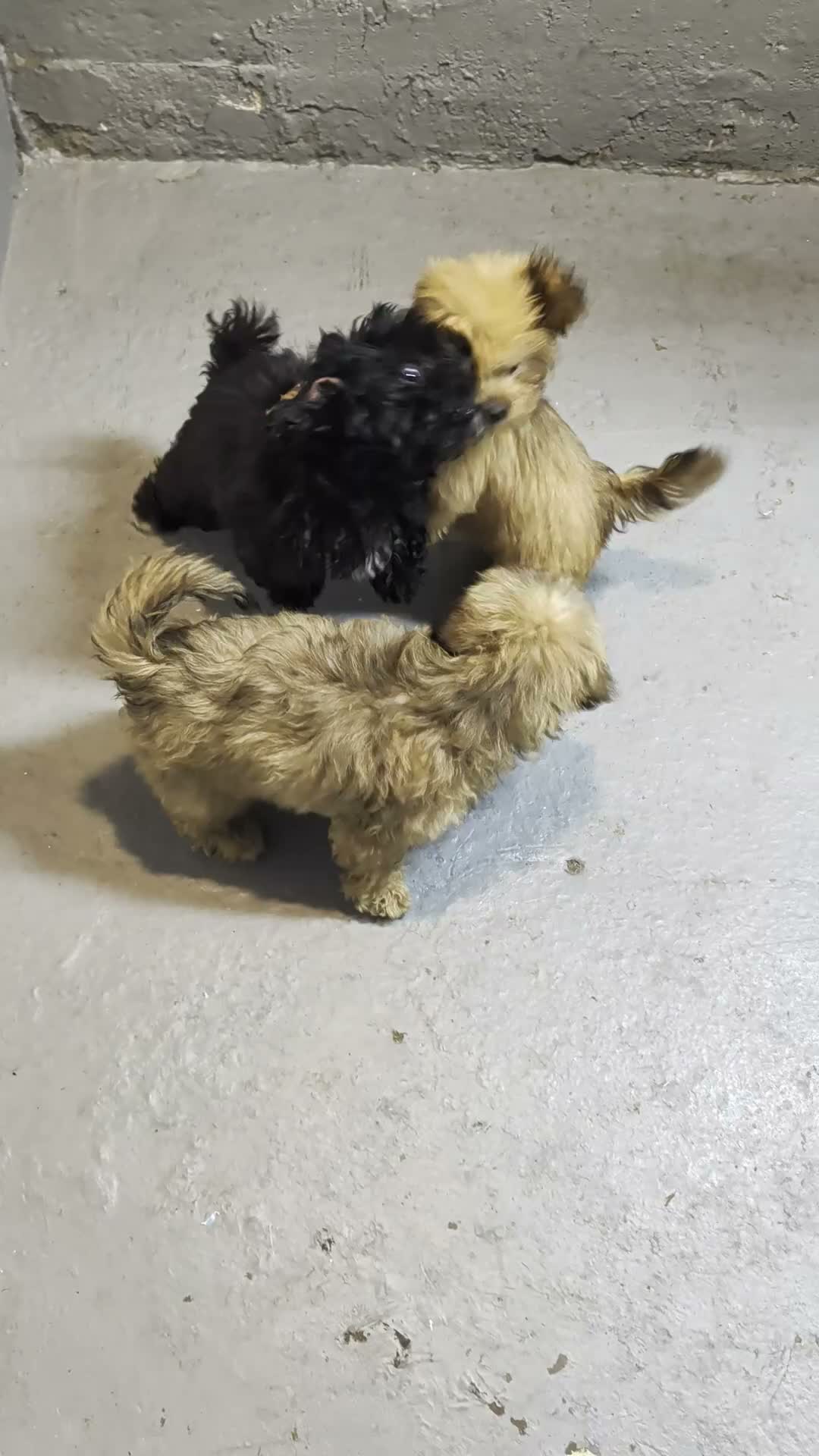 Shihpoo dogs for sale: Shihpoo 2 - Video 1