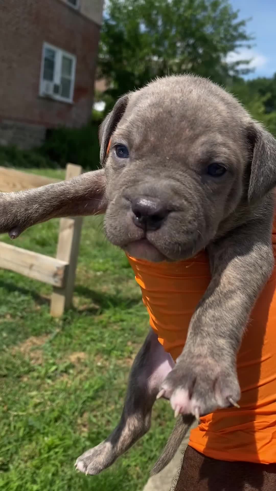 American Bully dogs for sale: American Bully 1 - Video 2
