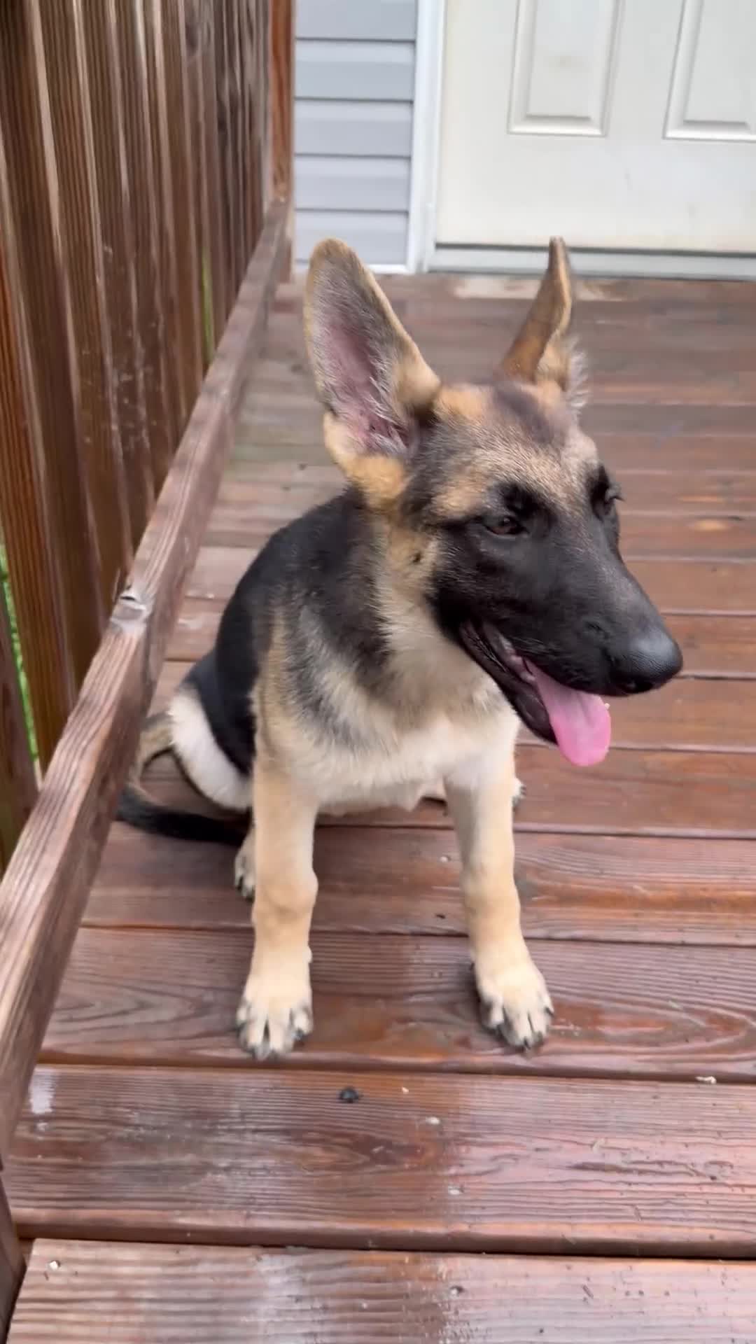 German Shepherd dogs for sale: Nyx - Video 1