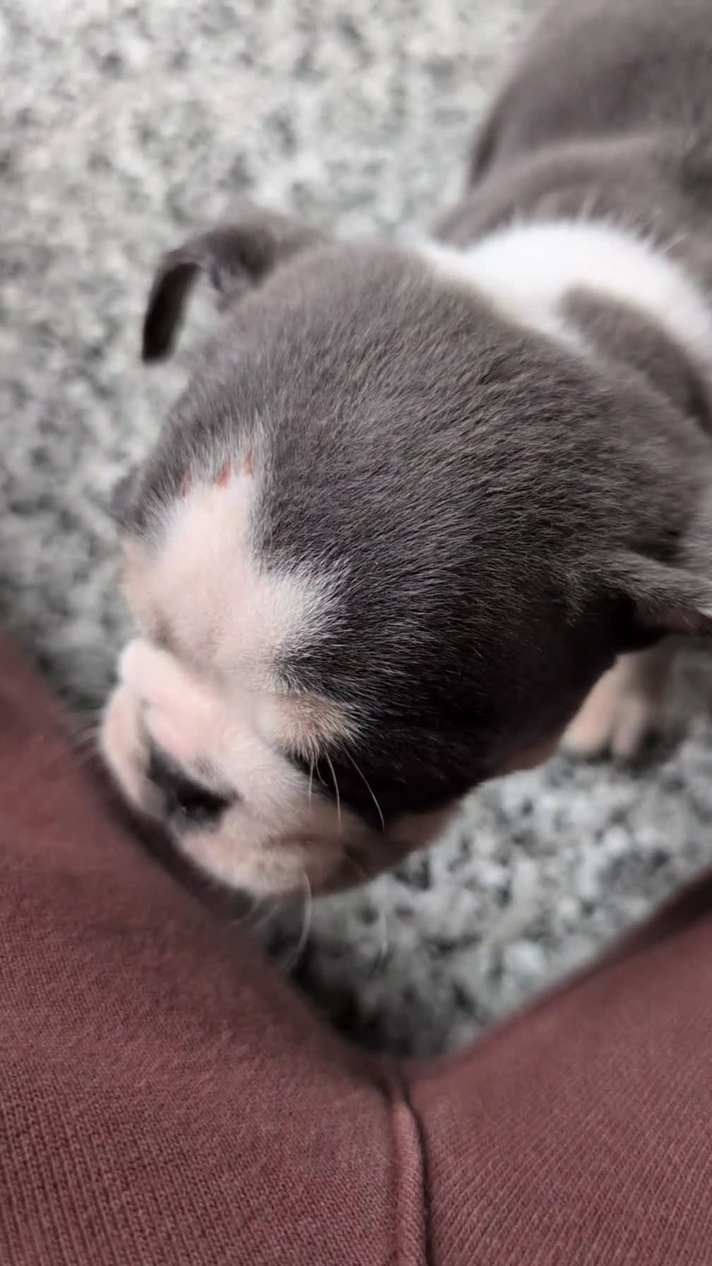 English Bulldog dogs for sale: Zoey - Video 1