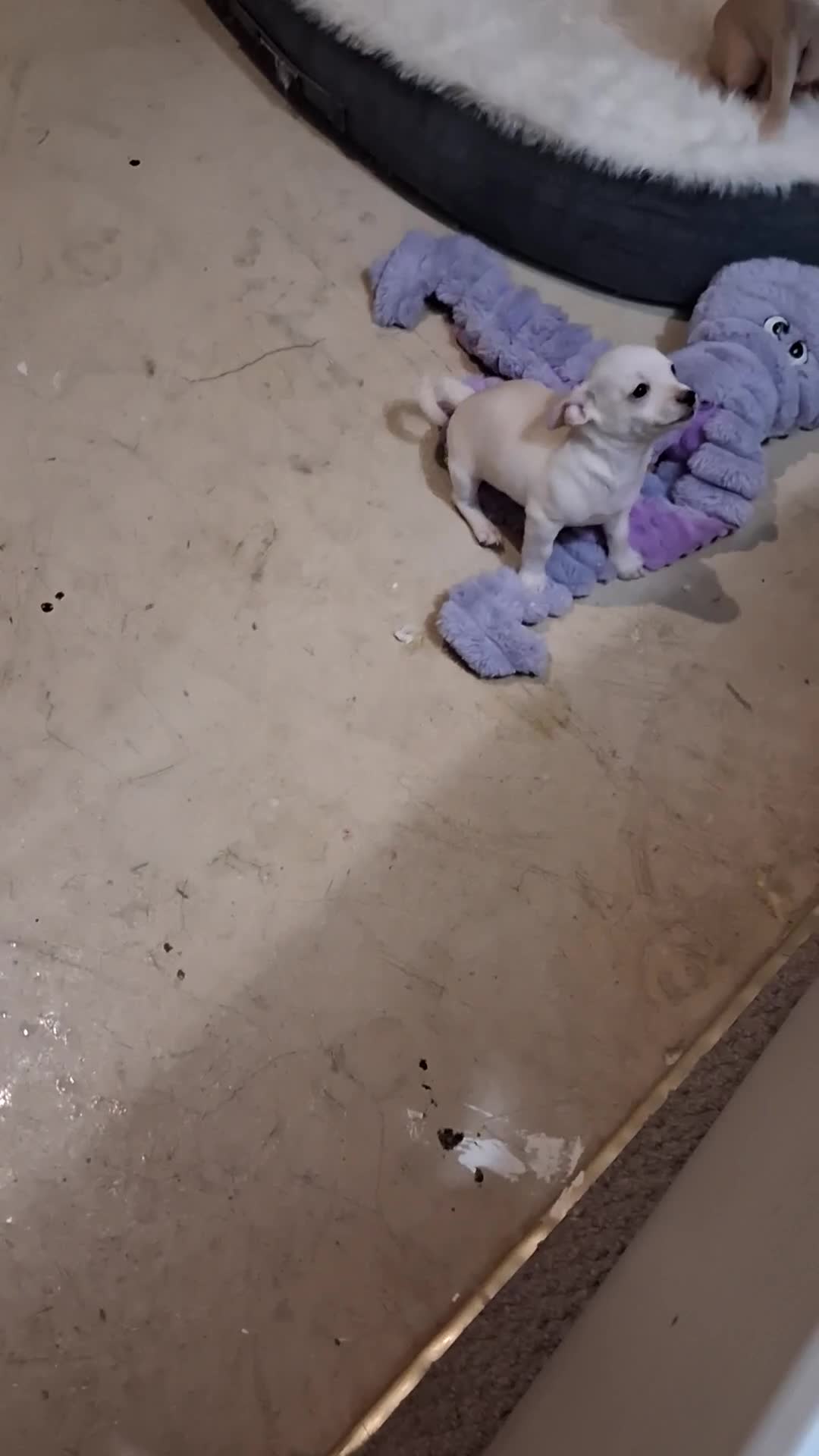 Chihuahua dogs for sale: Chihuahua  - Video 1