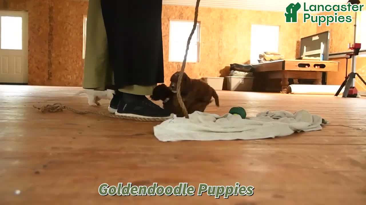 Mini Goldendoodle dogs for sale: Almond - Video 1