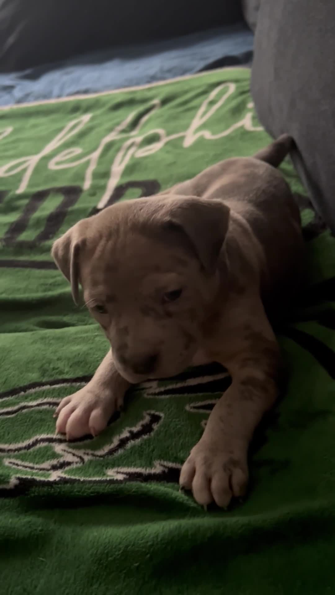 Mixed Breed dogs for sale: Blue - Video 7