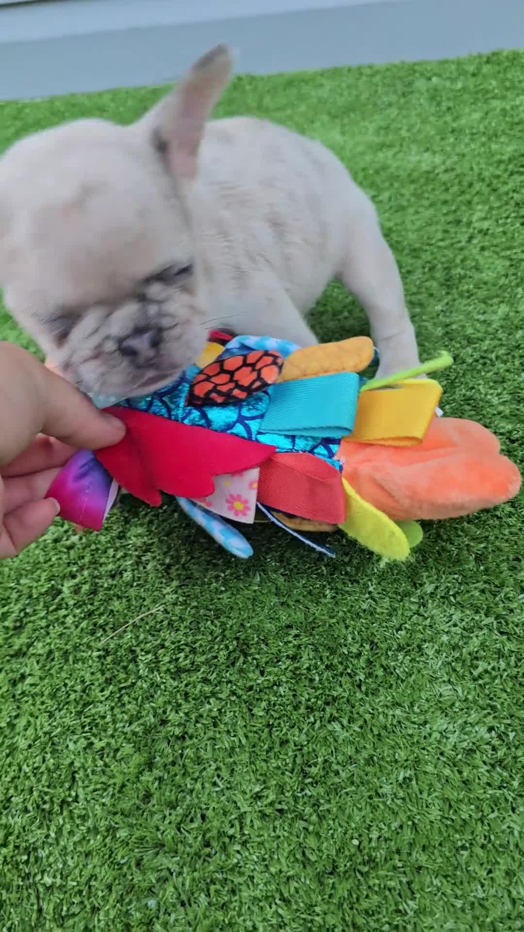 French Bulldog dogs for sale: Marigold - Video 1