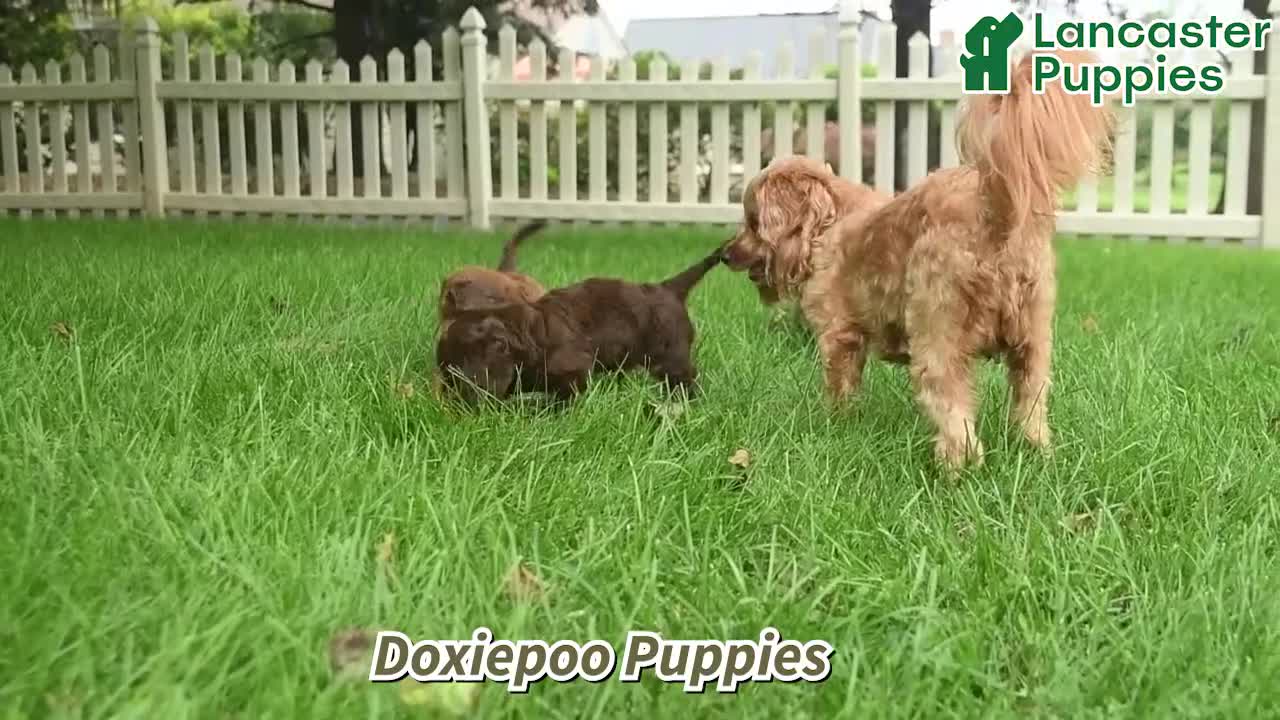 Doxiepoo dogs for sale: Joseph - Video 1