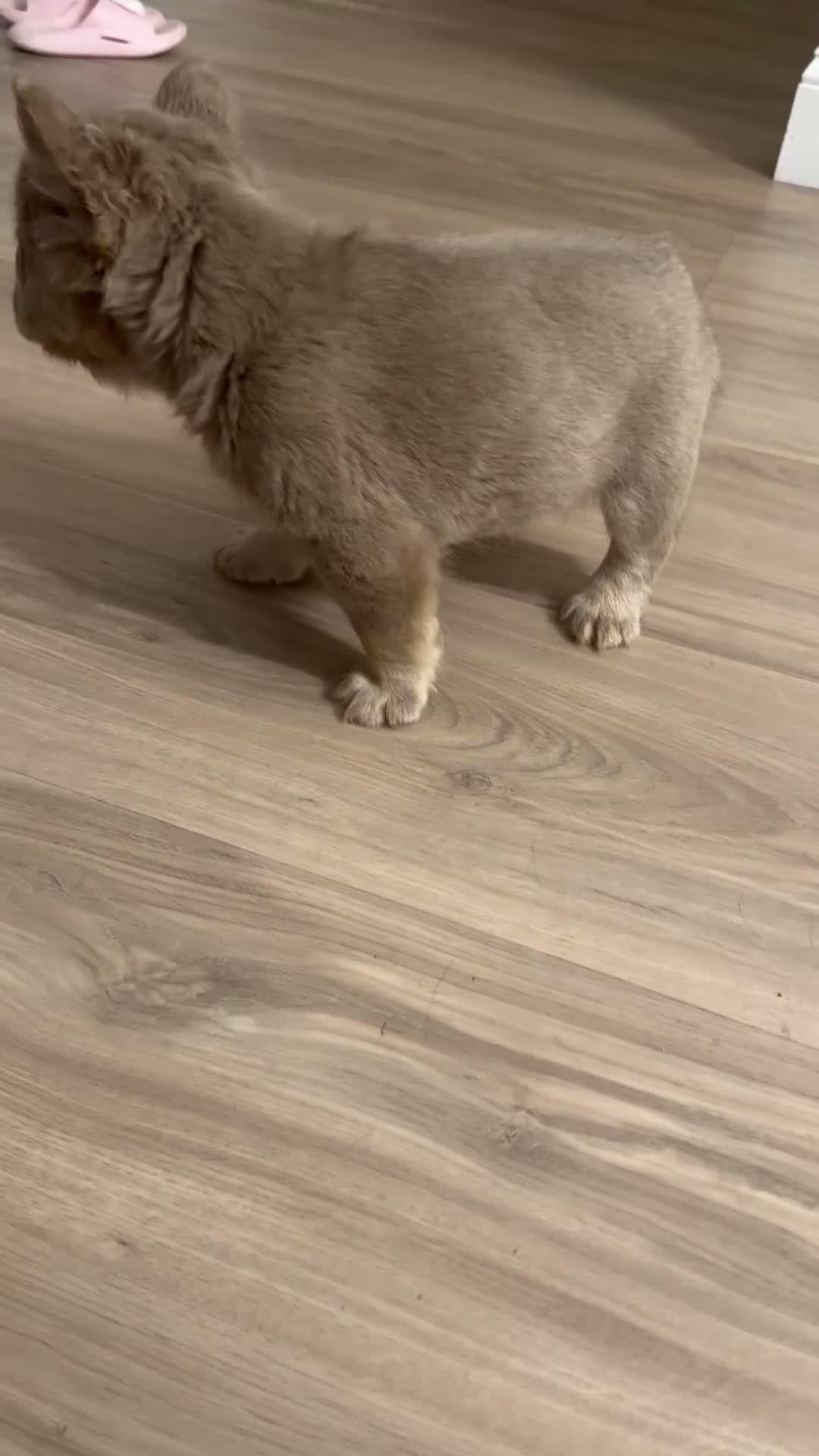 French Bulldog dogs for sale: Pineapple  - Video 1