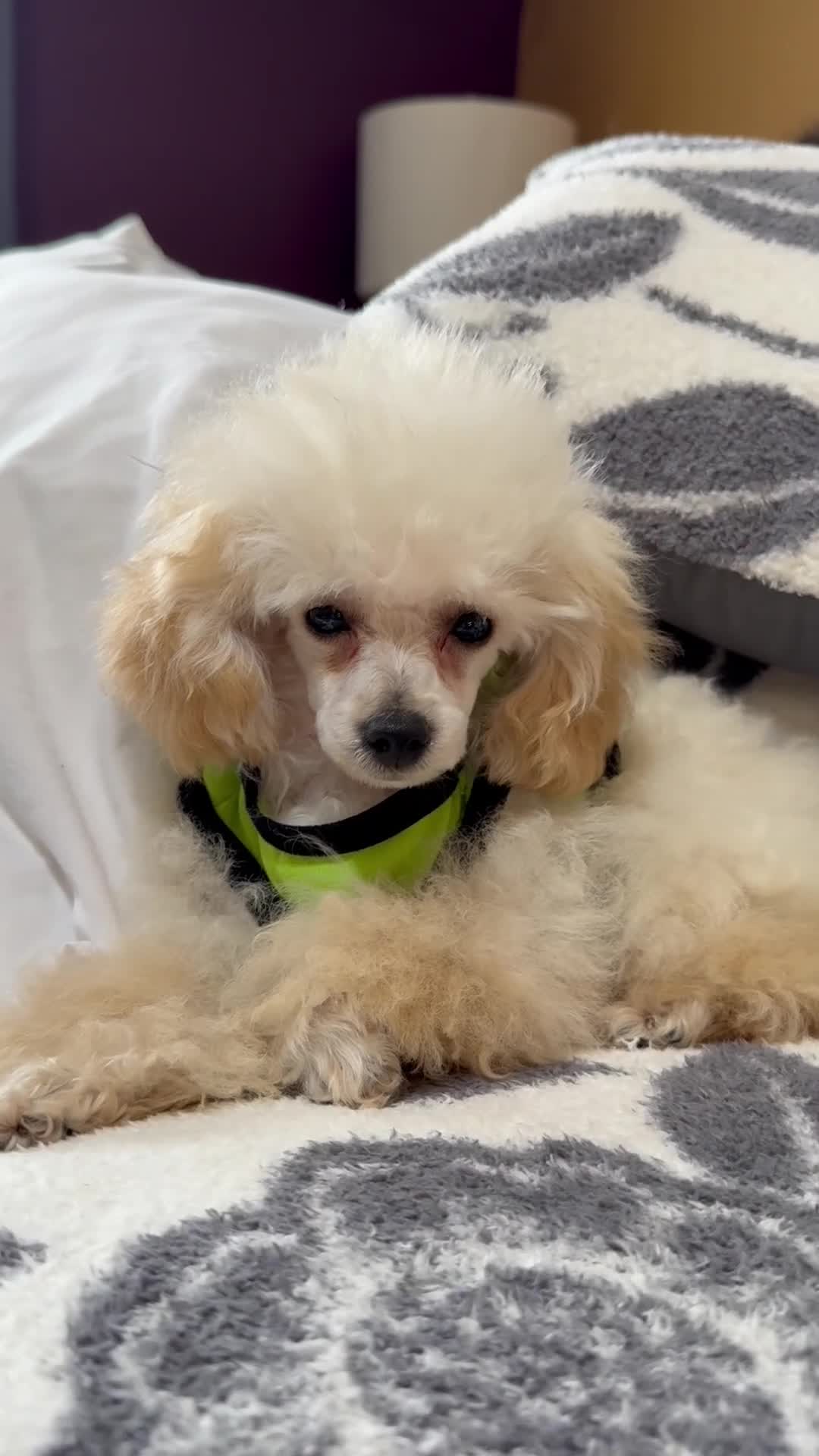Toy Poodle dogs for sale: Milo (teacup) - Video 1
